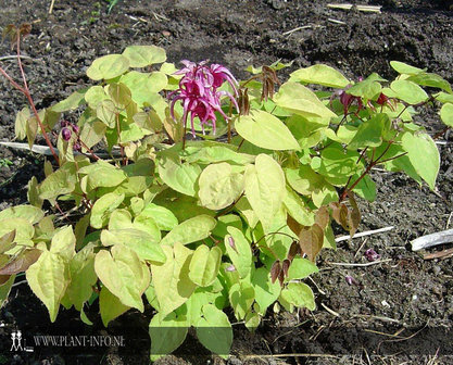 Epimedium gra. &#039;Rose Queen&#039; P9