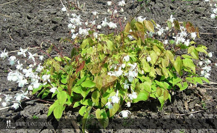 Epimedium y. &#039;Niveum&#039; P9