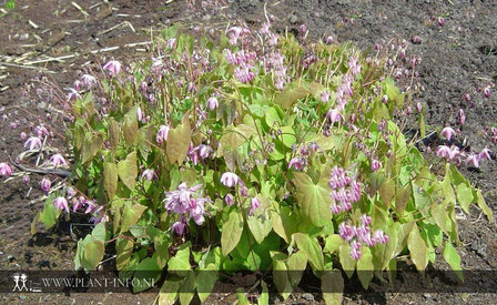 Epimedium y. &#039;Roseum&#039; P9