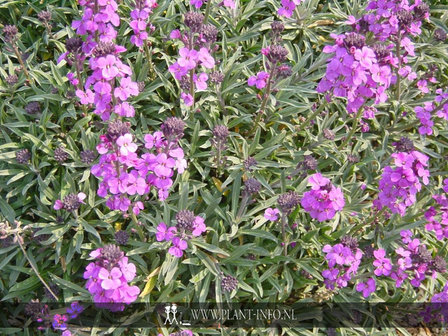 Erysimum &#039;Bowles Mauve&#039; P9