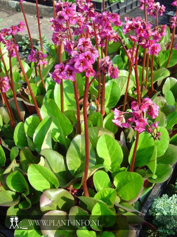 Bergenia &#039;Winterm&auml;rchen&#039; P9