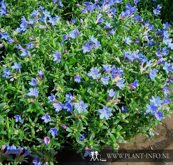 Lithodora diffusa &#039;Heavenly Blue&#039; P9