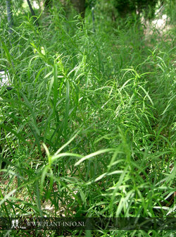 Artemisia dracunculus P9