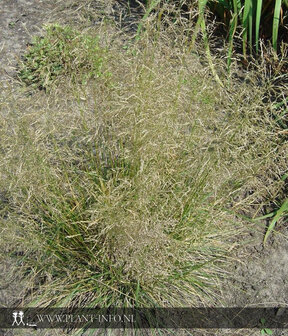 Deschampsia ces. &#039;Goldtau&#039; P9