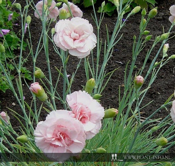 Dianthus (P) &#039;Doris&#039; P9