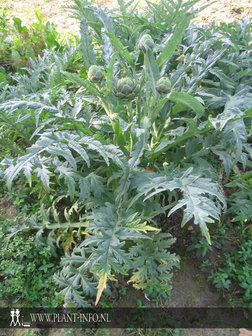 Cynara scolymus P9