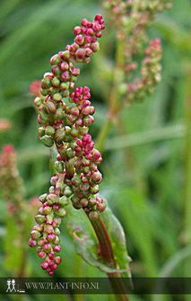 Rumex acetosa P9