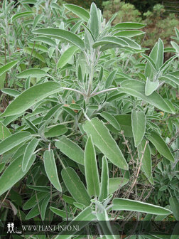Salvia officinalis P9