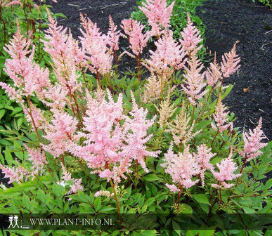 Astilbe (A) &#039;Erika&#039; P9