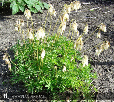 Dicentra formosa &#039;Aurora&#039; P9