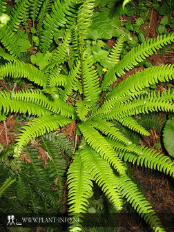 Blechnum spicant P9