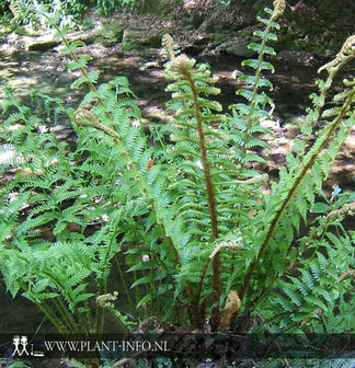 Dryopteris affinis P9