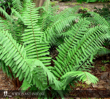 Dryopteris wallichiana P9