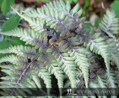 Athyrium niponicum &#039;Pictum&#039; P9