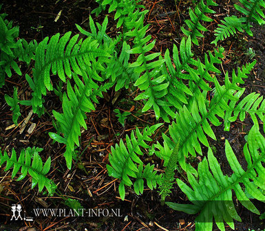 Polypodium vulgare P9