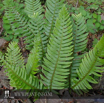 Polystichum munitum P9