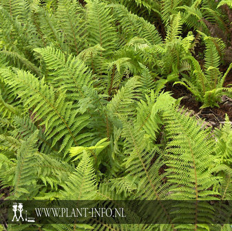 Polystichum setiferum P9