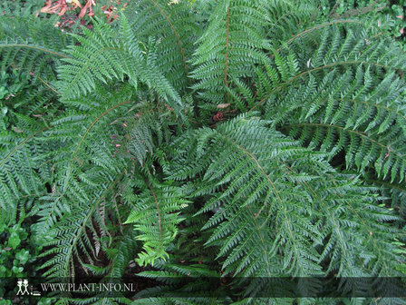 Polystichum aculeatum P9