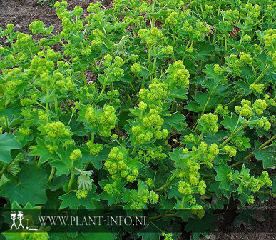 Alchemilla vulgaris P9