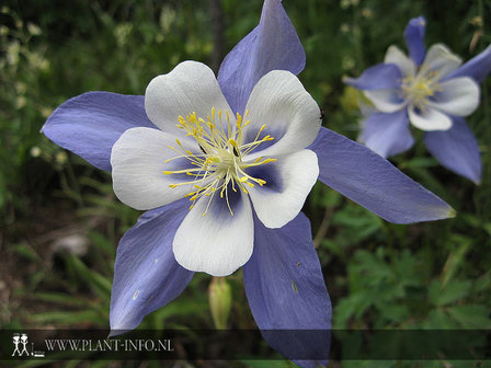 Aquilegia caerulea P9