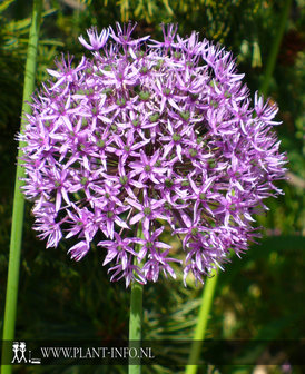 Allium aflatunense P9