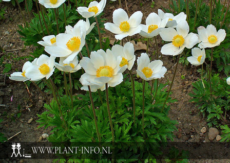 Anemone sylvestris P9