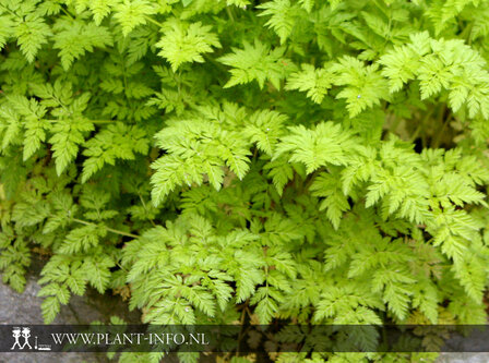 Anthriscus sylvestris P9