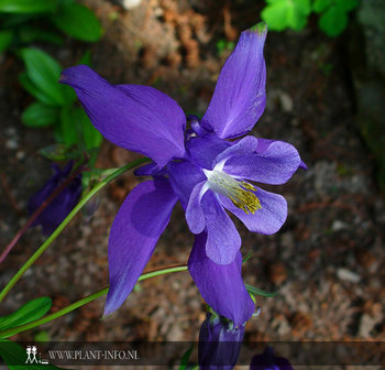 Aquilegia alpina P9