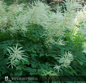 Aruncus dioicus P9