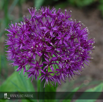 Allium &#039;Purple Sensation&#039; P9