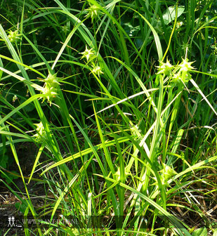 Carex grayi P9