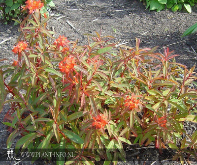 Euphorbia griffithii &#039;Fireglow&#039; P9
