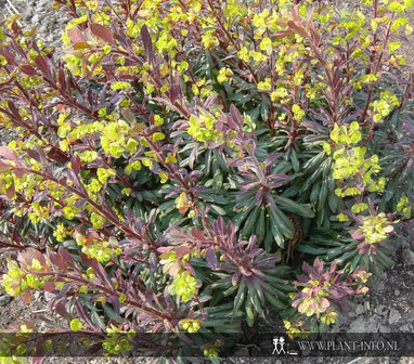 Euphorbia amygdaloides &#039;Purpurea&#039; P9