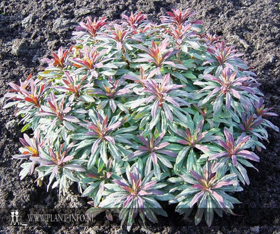 Euphorbia amygdaloides &#039;Purpurea&#039; P9