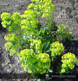 Euphorbia amygdaloides robbiae P9