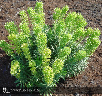 Euphorbia cha. wulfenii P9