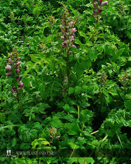 Acanthus mollis P9