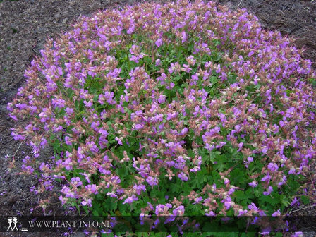 Geranium cantabrigiense &#039;Cambridge&#039; P9