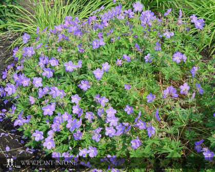 Geranium &#039;Johnson&#039;s Blue&#039; P9