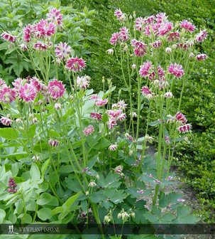 Aquilegia &#039;Nora Barlow&#039; P9