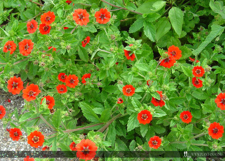 Potentilla &#039;Gibson&#039;s Scarlet&#039; P9