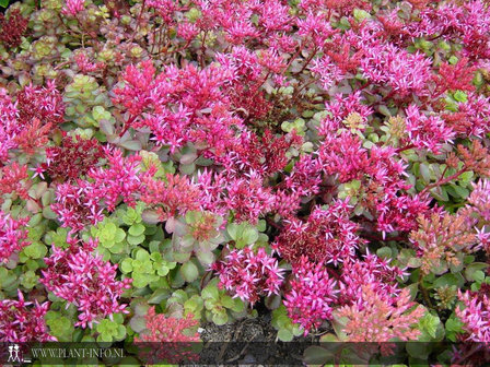 Sedum spurium &#039;Fuldaglut&#039; P9