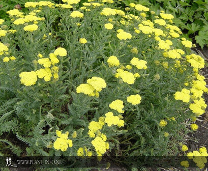 Achillea &#039;Taygetea&#039; P9