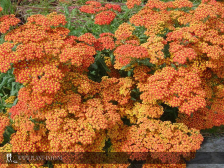 Achillea &#039;Walter Funke&#039; P9