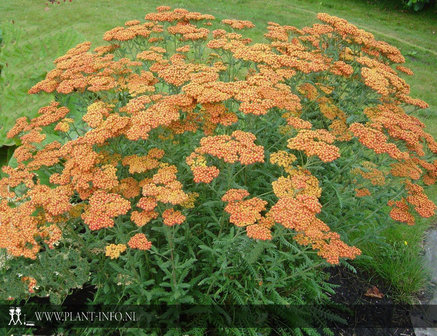 Achillea &#039;Walter Funke&#039; P9