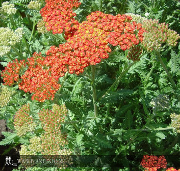 Achillea &#039;Walter Funke&#039; P9