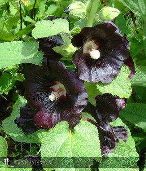 Alcea rosea &#039;Nigra&#039; P9