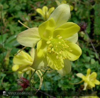 Aquilegia chrysantha &#039;Yellow Queen&#039; P9