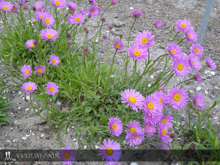 Aster alpinus &#039;Happy End&#039; P9