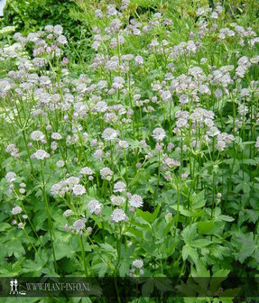 Astrantia major P9